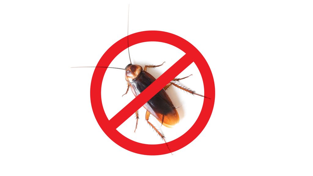 Pest Control Companies Florida